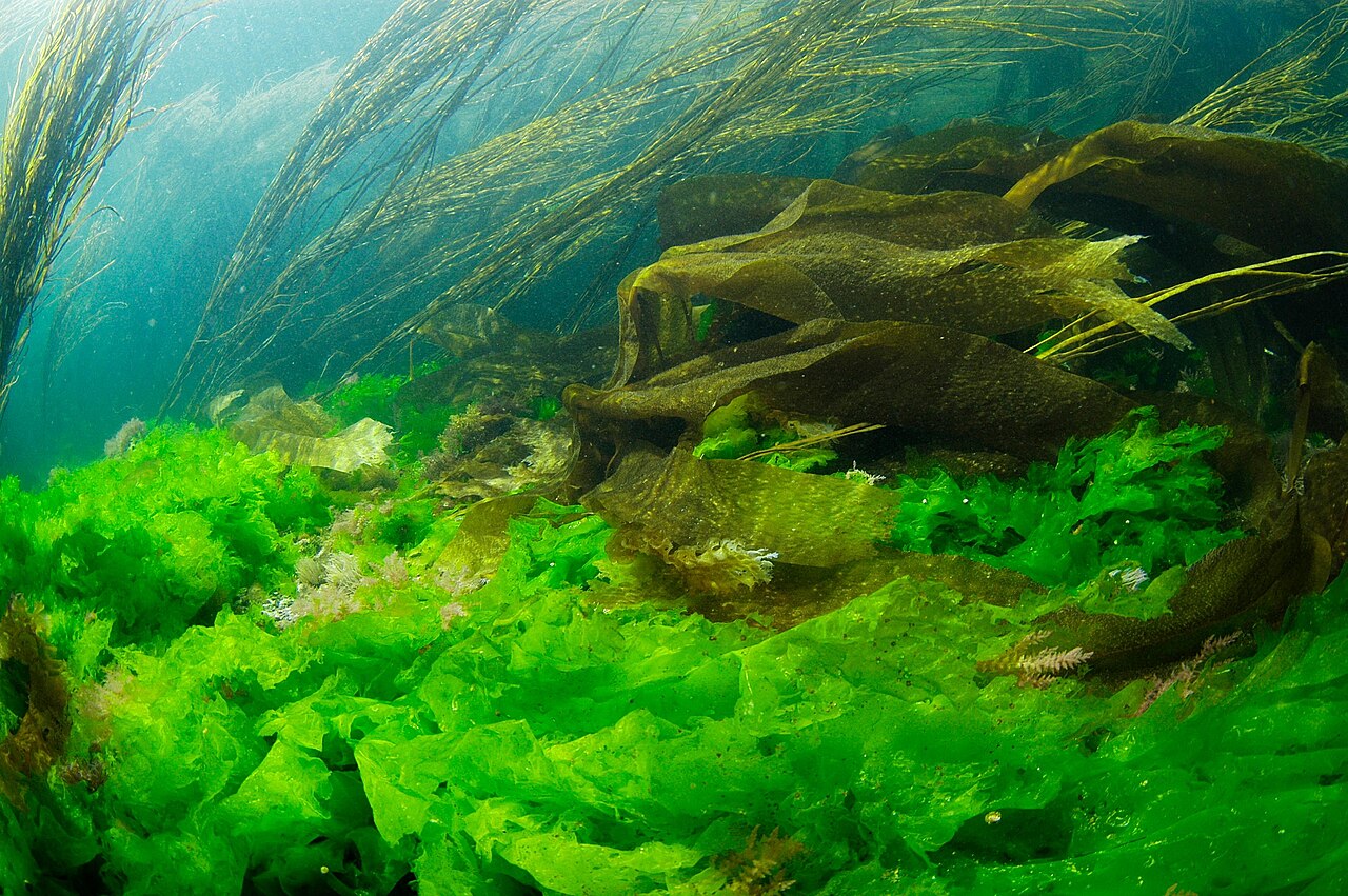 Ulva Seaweed