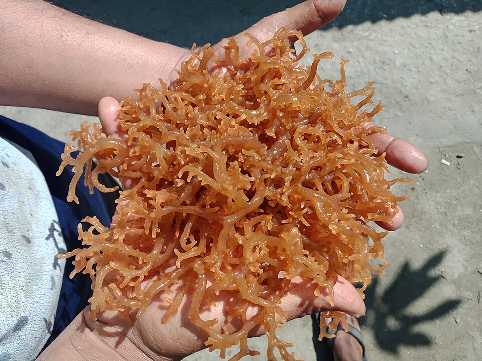 Kappa Seaweed